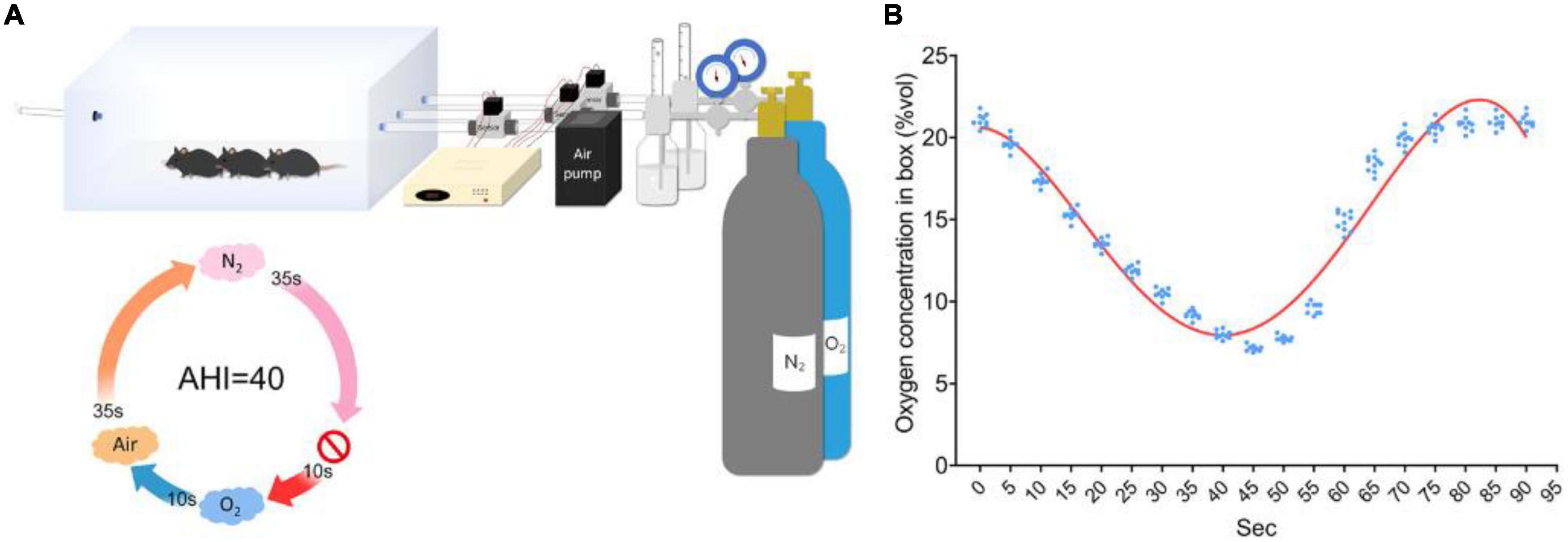 Advances in animal models of obstructive sleep apnea